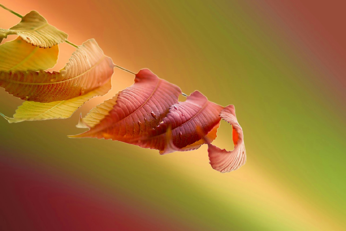 Cestino della frutta senza moscerini: soluzione efficace e veloce per eliminarli definitivamente