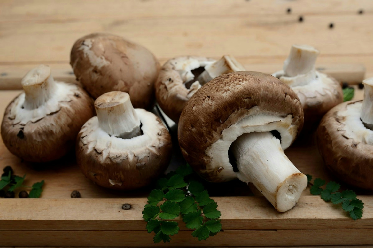 Coltivare funghi champignon in casa: 5 consigli garantiti per ottenere risultati da veri esperti