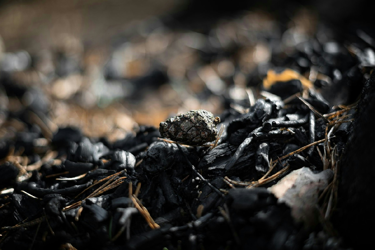 Come smaltire il cibo bruciato senza inquinare: il consiglio pratico per evitare danni in cucina