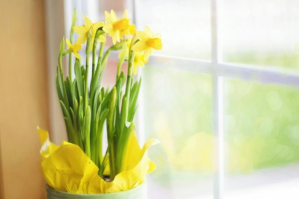 Dopo l’aperitivo non gettare gli scarti: diventano un tocco speciale per il verde in casa