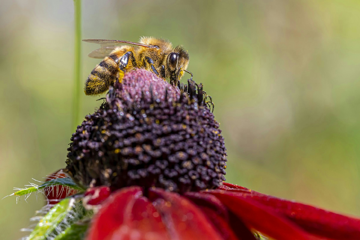 Latte caldo con miele e gola: perché molti lo scelgono ogni inverno e cosa succede davvero