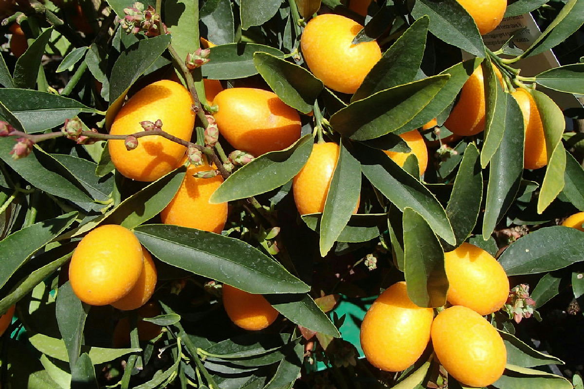 I mandarini cinesi in cucina: 7 ricette facili e gustose per portare sapore a tavola