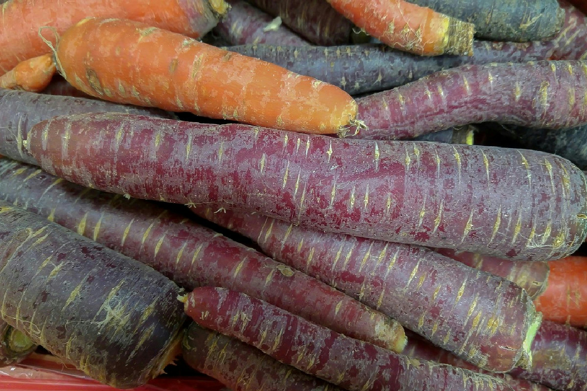 Quando la carota aveva colori sorprendenti come viola, bianca o rossa: un viaggio nella natura antica