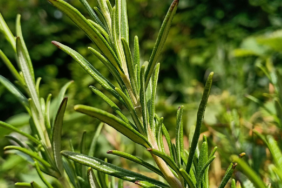 Ricottine al forno con miele al limone: morbidezza e gusto agrumato in pochi minuti
