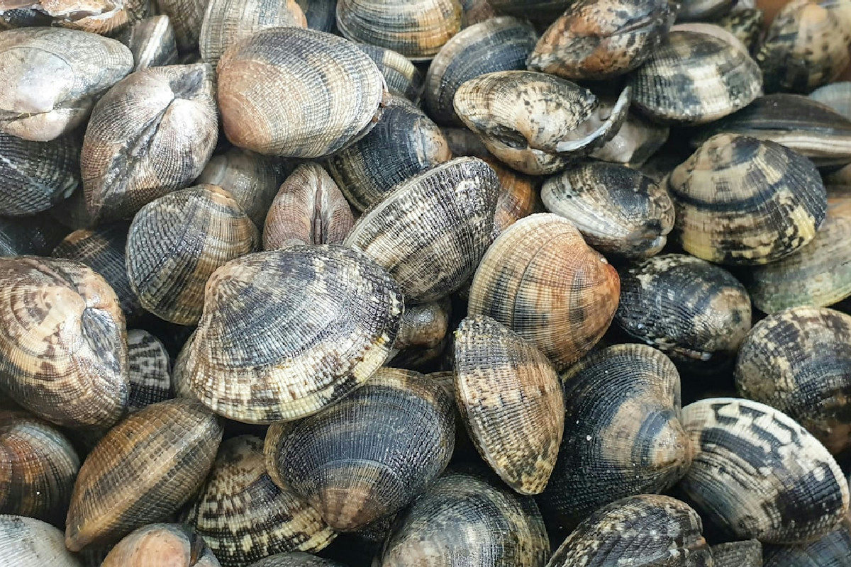 Il segreto per conservare le vongole fresche più a lungo tra freezer e frigorifero evitando sprechi