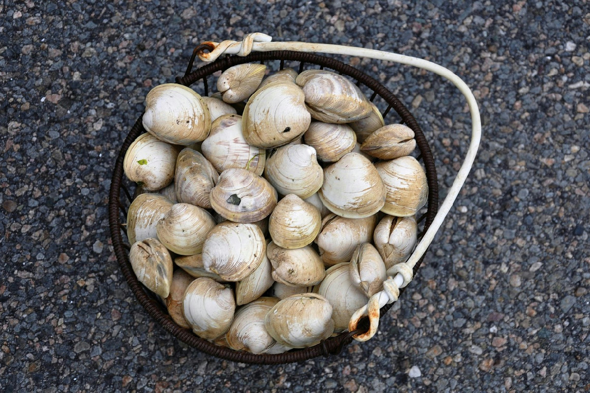 Il segreto per conservare le vongole fresche più a lungo tra freezer e frigorifero evitando sprechi