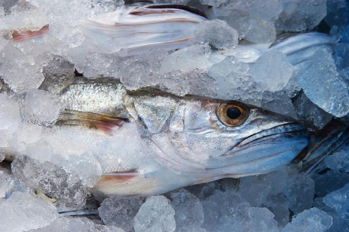 I cicinielli campani: prelibatezza tradizionale da gustare, pronta in pochi minuti