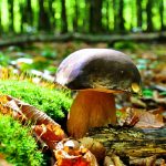 Questi secondi piatti con funghi porcini portano il sapore del bosco in tavola in pochi minuti