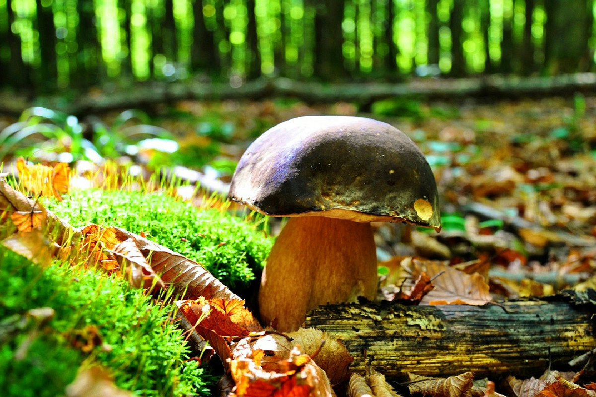 Questi secondi piatti con funghi porcini portano il sapore del bosco in tavola in pochi minuti
